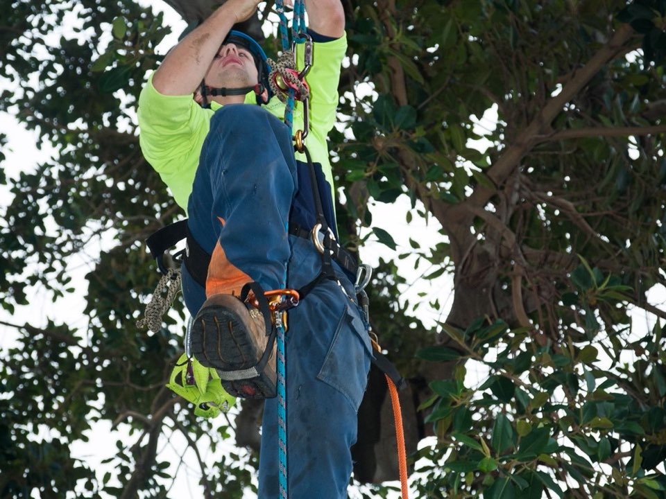 Qualified arborist working in a mature tree during an Enviro Trees UK survey in Ceredigion