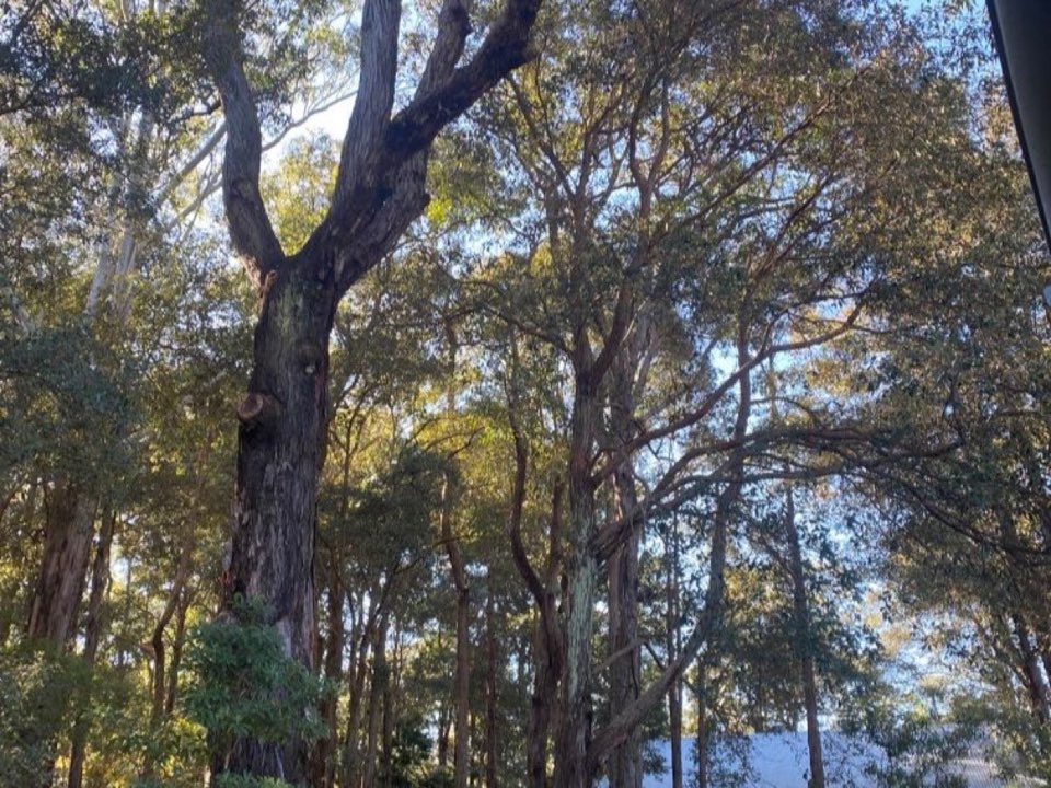 Mature trees in Ceredigion parkland with a property visible in the background